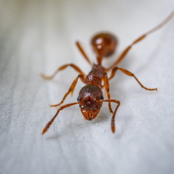 Field Ants, Pest Control in Ashtead, KT21. Call Now! 020 8166 9746