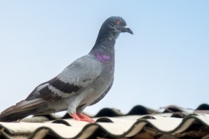 Pigeon Control, Pest Control in Ashtead, KT21. Call Now 020 8166 9746