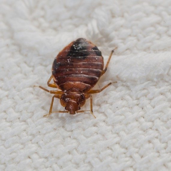 Bed Bugs, Pest Control in Ashtead, KT21. Call Now! 020 8166 9746