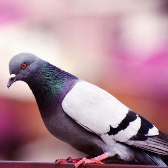 Birds, Pest Control in Ashtead, KT21. Call Now! 020 8166 9746