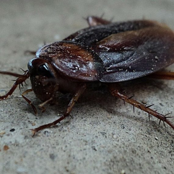 Cockroaches, Pest Control in Ashtead, KT21. Call Now! 020 8166 9746