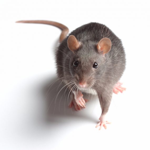 Rats, Pest Control in Ashtead, KT21. Call Now! 020 8166 9746