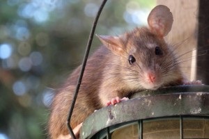 Rat extermination, Pest Control in Ashtead, KT21. Call Now 020 8166 9746