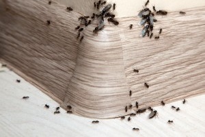 Ant Control, Pest Control in Ashtead, KT21. Call Now 020 8166 9746