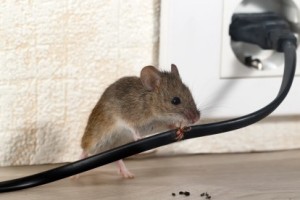 Mice Control, Pest Control in Ashtead, KT21. Call Now 020 8166 9746
