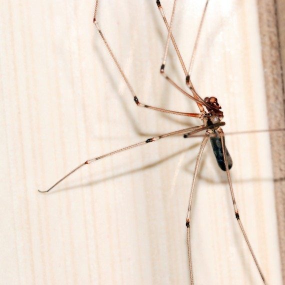 Spiders, Pest Control in Ashtead, KT21. Call Now! 020 8166 9746
