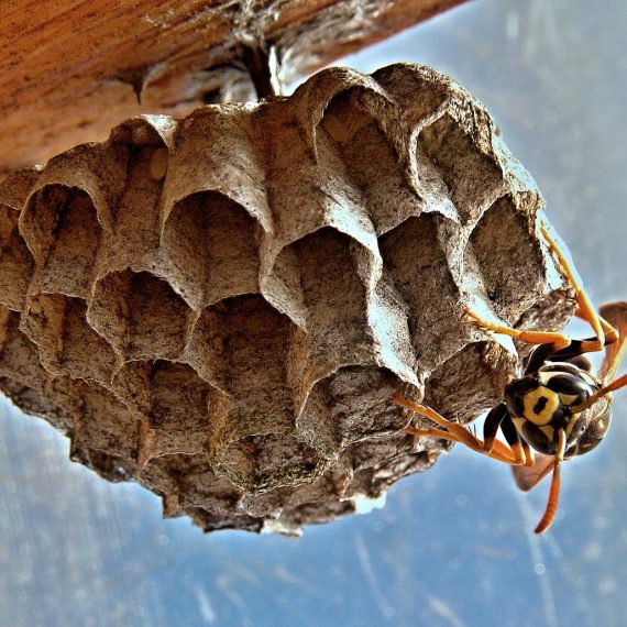 Wasps Nest, Pest Control in Ashtead, KT21. Call Now! 020 8166 9746